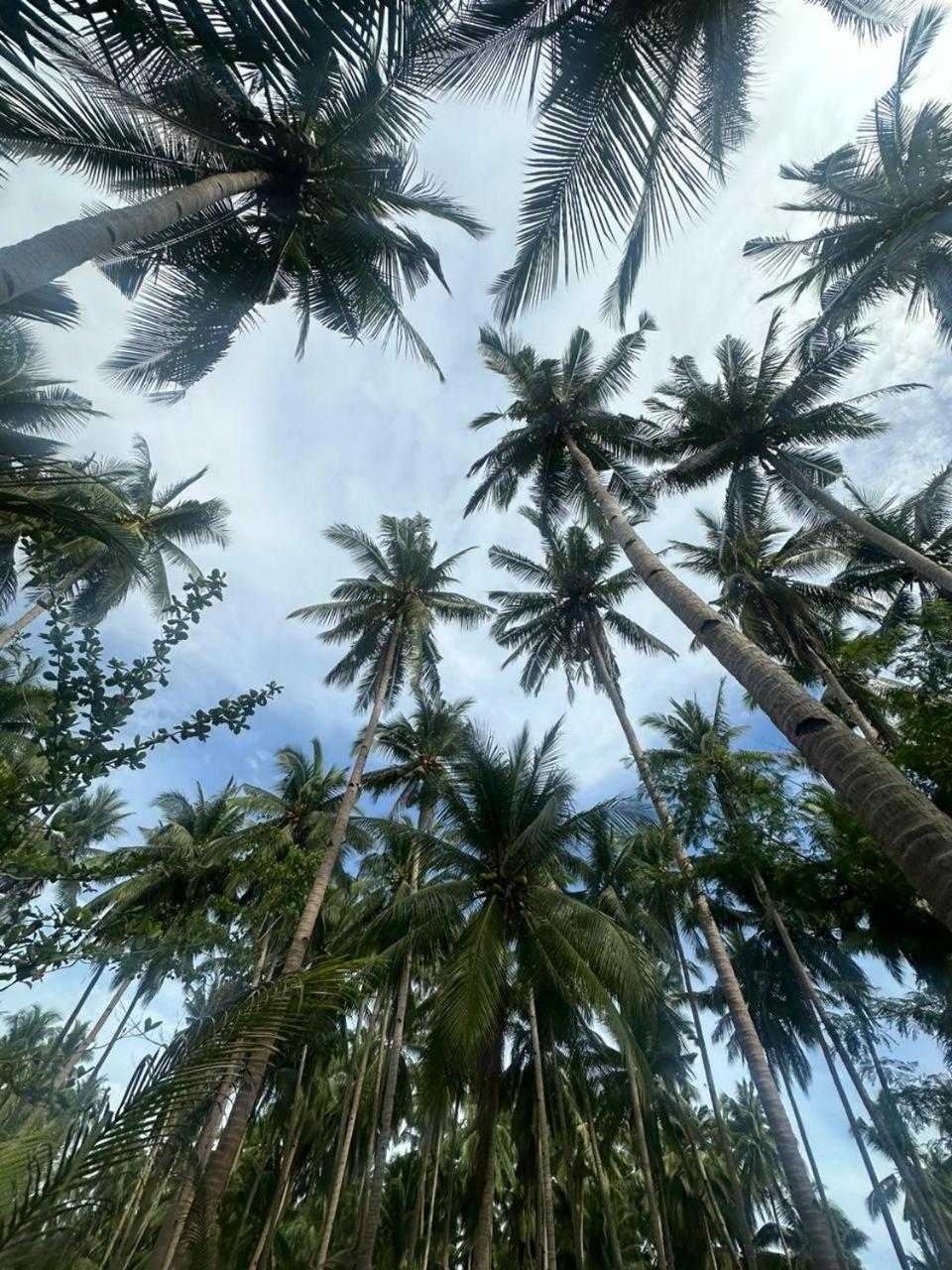 Efrena Agro Tourism Beach 엘니도 외부 사진